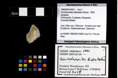 Foto (Objekt + Etikett) von Goniodromites bidentatus (Reuss, 1859)  (NHMW-GEO-1990-0041-0421)